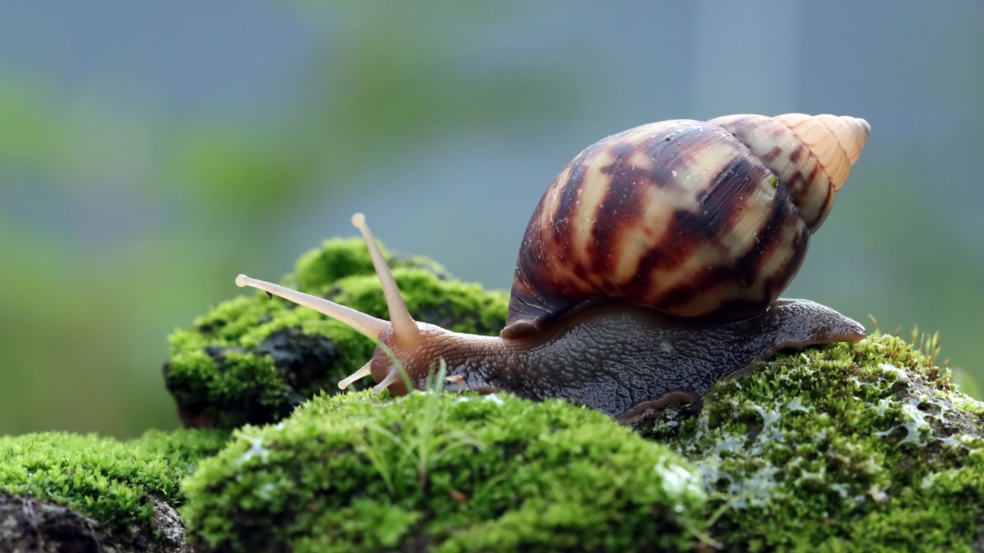 Snail