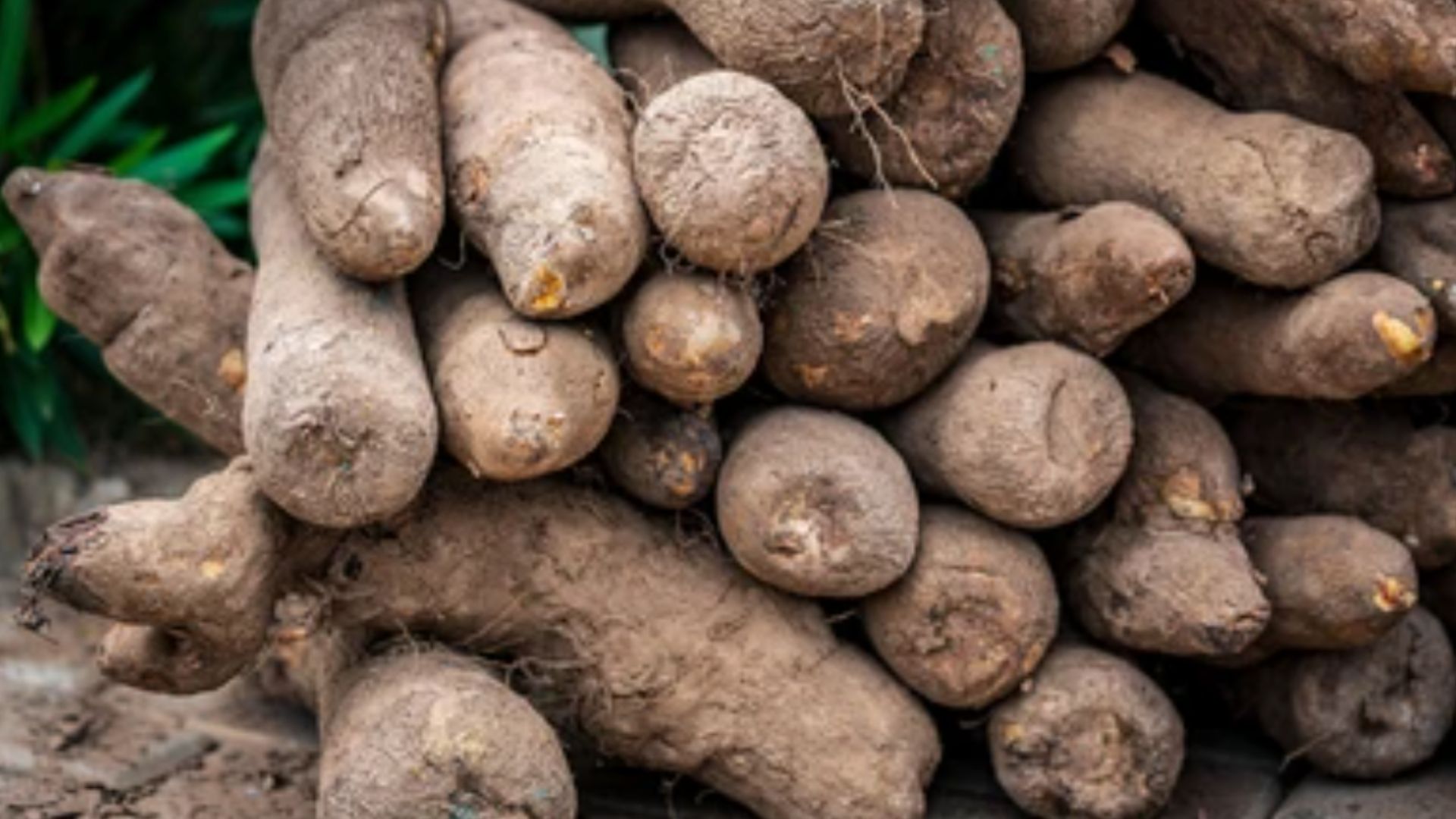 Yam production and Farming 