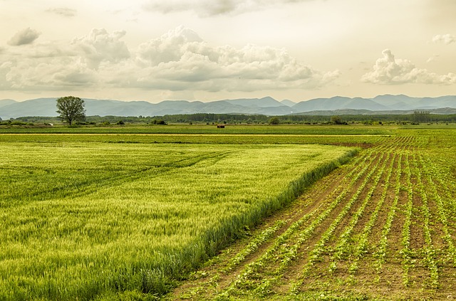 Crop Rotation and Polyculture