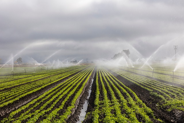 Drip irrigation